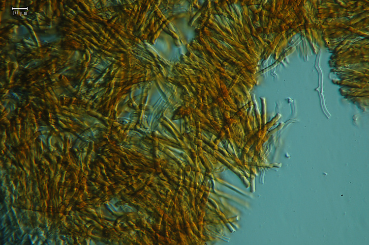 3) Preso su vecchio tronco di Pino il 22.02.2013.